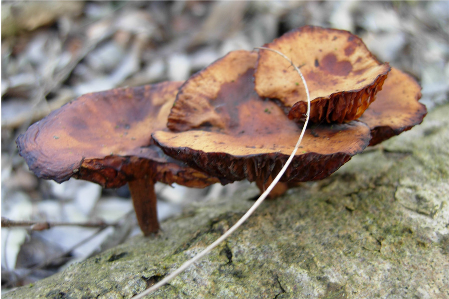 tanti funghi